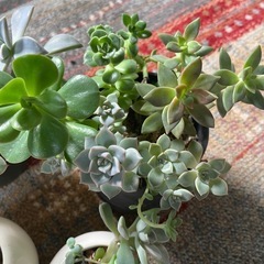 多肉植物と棚の画像
