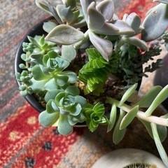 多肉植物と棚の画像