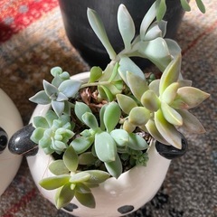 多肉植物と棚の画像