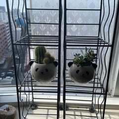 多肉植物と棚の画像