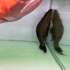 プレコ40cm 熱帯魚の画像