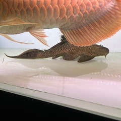 プレコ40cm 熱帯魚の画像