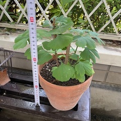 イチョウ銀杏の盆栽仕立て
の画像