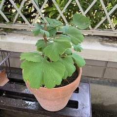 イチョウ銀杏の盆栽仕立て
の画像