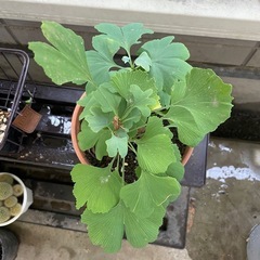 イチョウ銀杏の盆栽仕立て
の画像