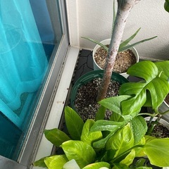 種から育てたアボカドの画像