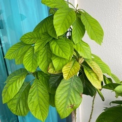種から育てたアボカドの画像