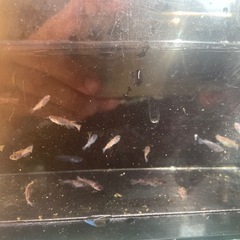 メダカ　和墨　　和墨三色の画像