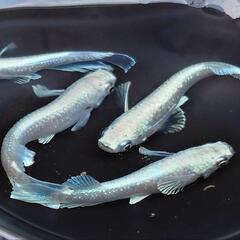 めだか　エメキン【現物】の画像