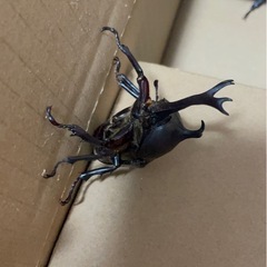 【お取引き中です】カブトムシ
１匹あたりの画像