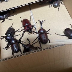 【お取引き中です】カブトムシ
１匹あたりの画像