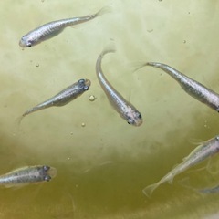 【 5匹 】 メダカ 幹之 ラメ みゆき　ミユキ　フルボディ系　の画像