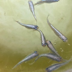 【 5匹 】 メダカ 幹之 ラメ みゆき　ミユキ　フルボディ系　の画像