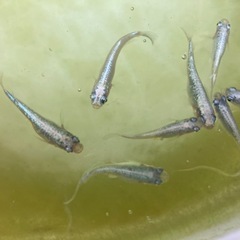 【 5匹 】 メダカ 幹之 ラメ みゆき　ミユキ　フルボディ系　の画像