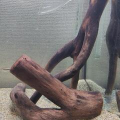 30cmキューブ水槽一式の画像