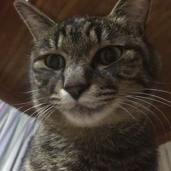 下取りに出しました。大発ミラアヴィの画像