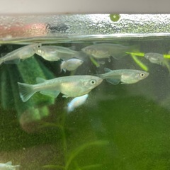 みゆきメダカの画像