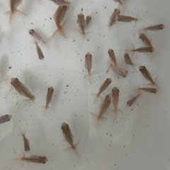 金魚 蝶尾 稚魚(色変わり頃) 洗面器全部 7月27日（日）取引の方は値段交渉有りですの画像
