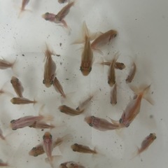 金魚 蝶尾 稚魚(色変わり頃) 洗面器全部 7月27日（日）取引の方は値段交渉有りですの画像