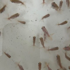 金魚 蝶尾 稚魚(色変わり頃) 洗面器全部 7月27日（日）取引の方は値段交渉有りですの画像