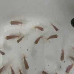 金魚 蝶尾 稚魚(色変わり頃) 洗面器全部 7月27日（日）取引の方は値段交渉有りですの画像