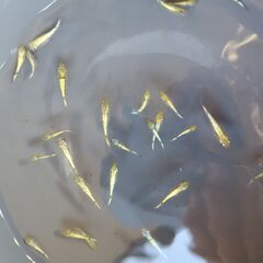 メダカ　【プリンス】　幼魚      10匹の画像