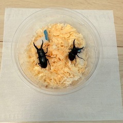 おまけ　ノコギリクワガタ　ピンノコの画像