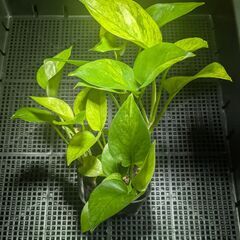 観葉植物（ポトス・グリーンスクラッチ）の画像