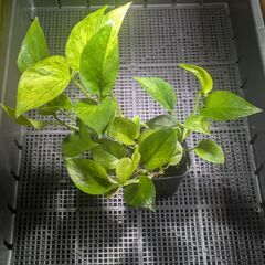 観葉植物（ポトス・グリーンスクラッチ）の画像