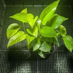 観葉植物（ポトス・グリーンスクラッチ）の画像
