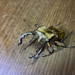 カブトムシ、ミヤマクワガタ、ノコギリクワガタの画像