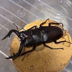 カブトムシ、ミヤマクワガタ、ノコギリクワガタの画像