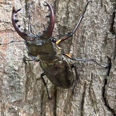 カブトムシ、ミヤマクワガタ、ノコギリクワガタの画像