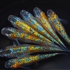 高級メダカ 稚魚ランダム20匹+aの画像