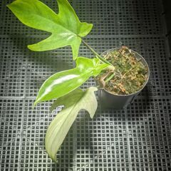 観賞植物（フィロデンドロン・フロリダゴーストミント）の画像