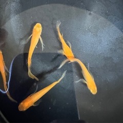メダカ 楊貴妃ヒレ長の画像