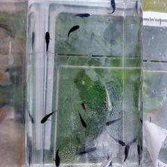 オロチだるま めだか メダカの画像