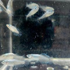 スペード めだか メダカの画像
