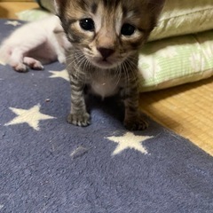 🐱子猫の里親さん募集🐱（大分県）