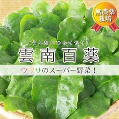 健康長寿の秘訣『雲南百薬』採りたて新鮮！取り放題！！の画像