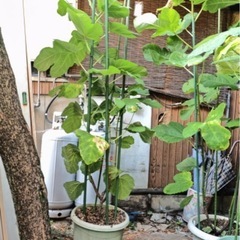【イチジク苗】　ゴールドフィグ　5号ロングスリット鉢植えの画像