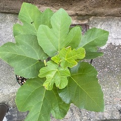 【イチジク苗】　ゴールドフィグ　5号ロングスリット鉢植えの画像