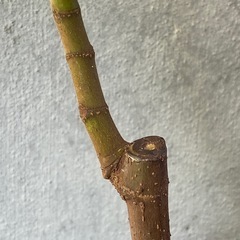 【イチジク苗】　ゴールドフィグ　5号ロングスリット鉢植えの画像