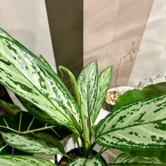 ✨期間お値下げ！✨観葉植物 アグラオネマ シルバークィーン 底面給水ポット4号サイズ プラ鉢の画像
