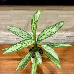 ✨期間お値下げ！✨観葉植物 アグラオネマ シルバークィーン 底面給水ポット4号サイズ プラ鉢の画像