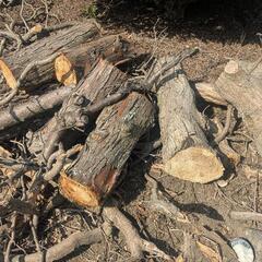 伐採木の画像