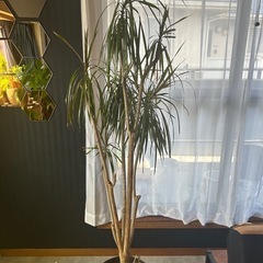 観葉植物ドラセナ165センチ程度の画像