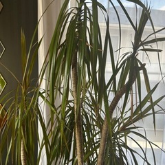 観葉植物ドラセナ165センチ程度の画像