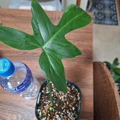 観葉植物　フィロデンドロン　1の画像