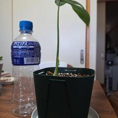 観葉植物　フィロデンドロン　1の画像